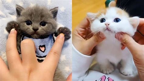BABY KITTEN VIDEOS Cute and Funny Cats Compilation!.